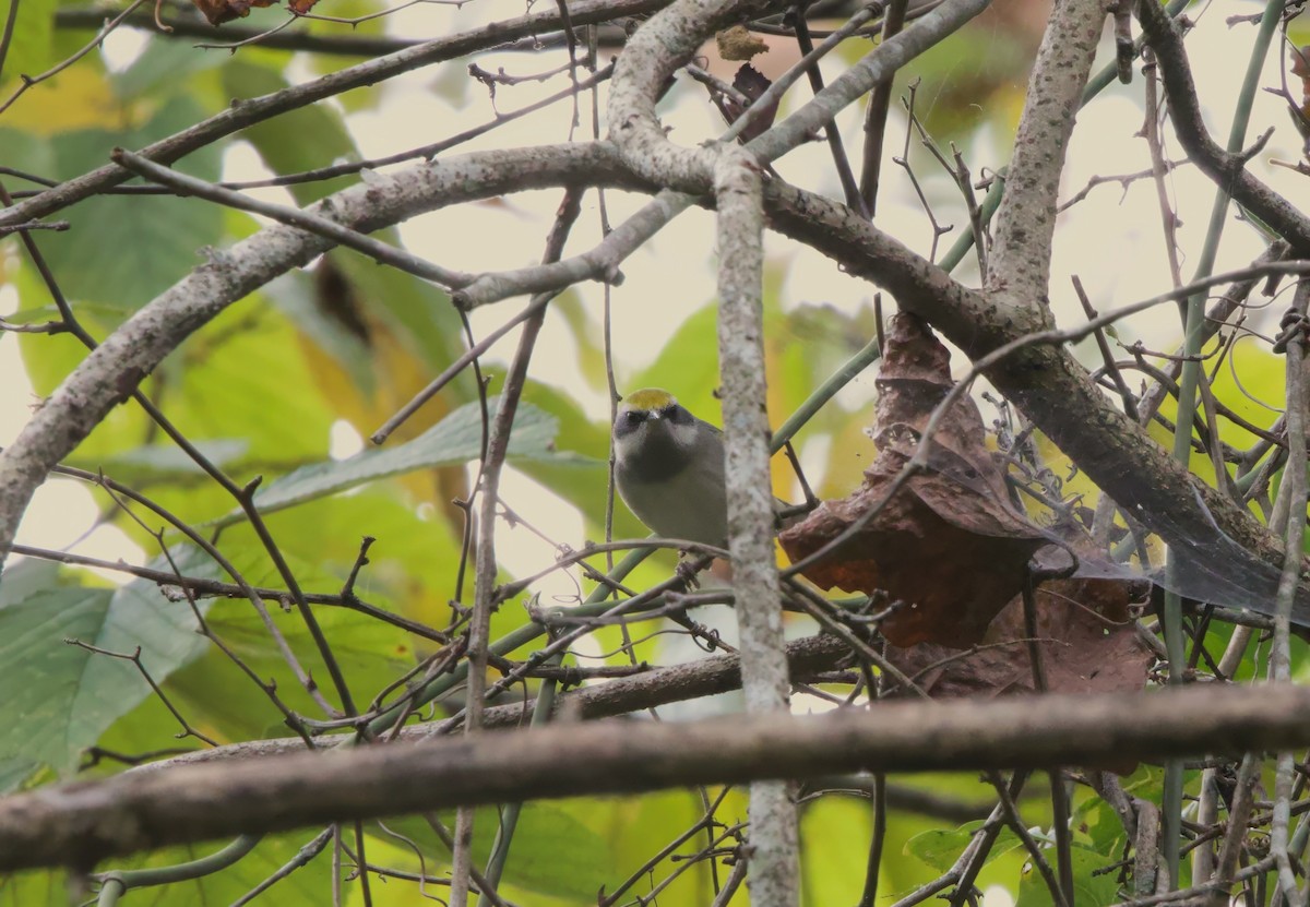 Golden-winged Warbler - ML623612798