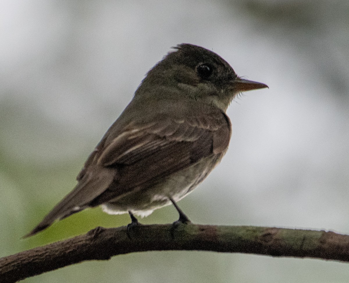 Eastern Wood-Pewee - ML623612802