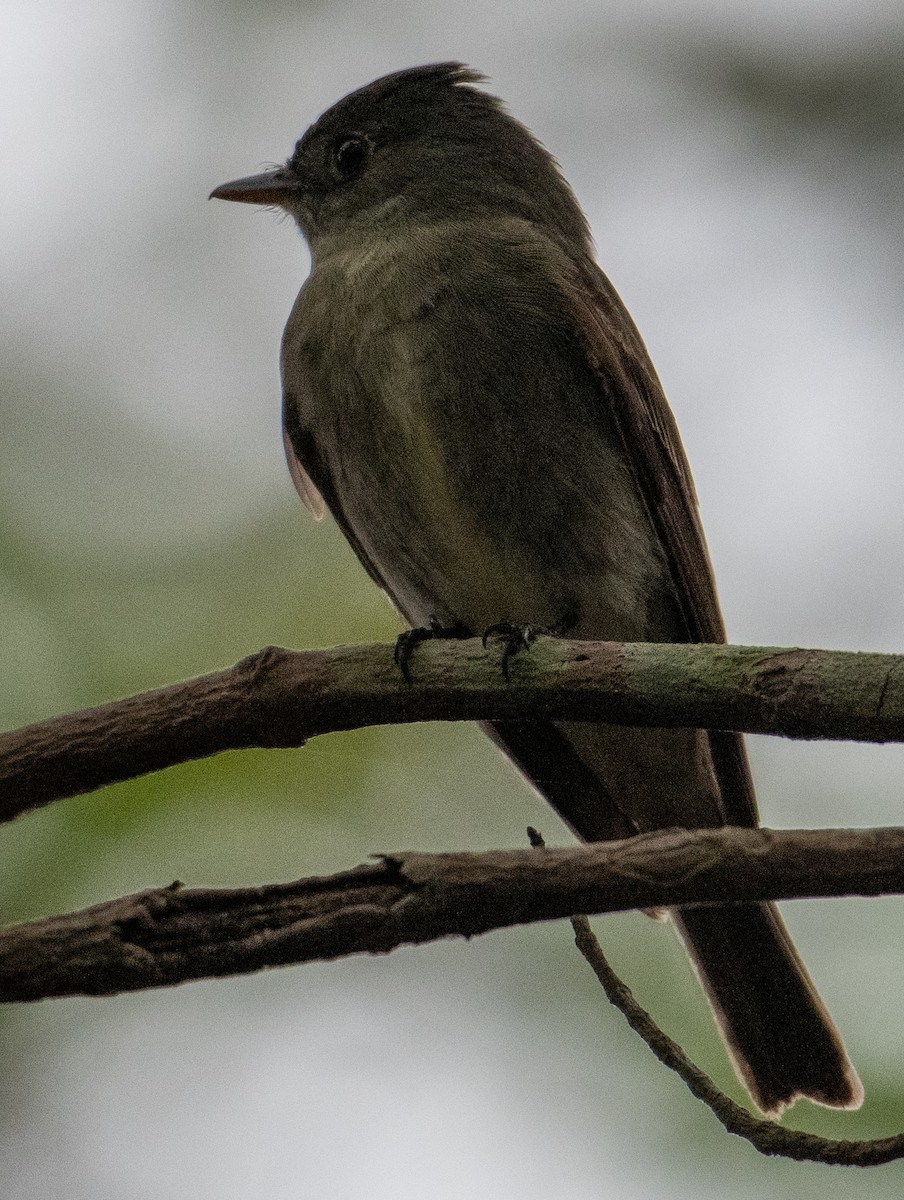 Eastern Wood-Pewee - ML623612803