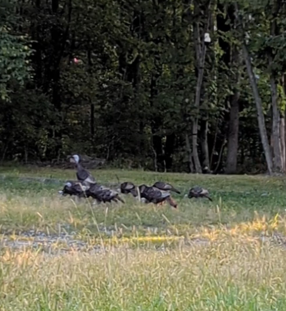 Wild Turkey - ML623612805