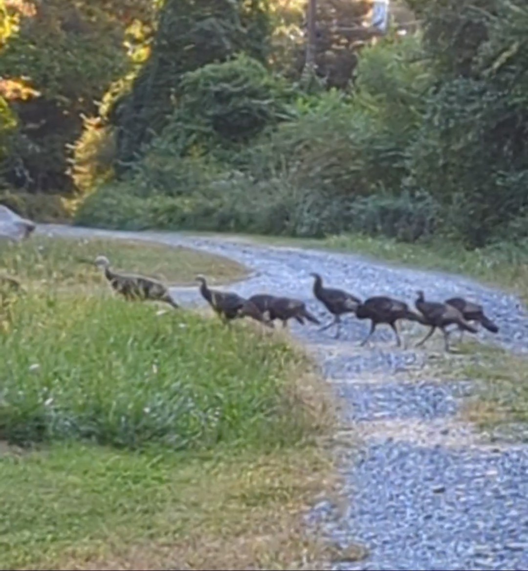 Wild Turkey - ML623612806