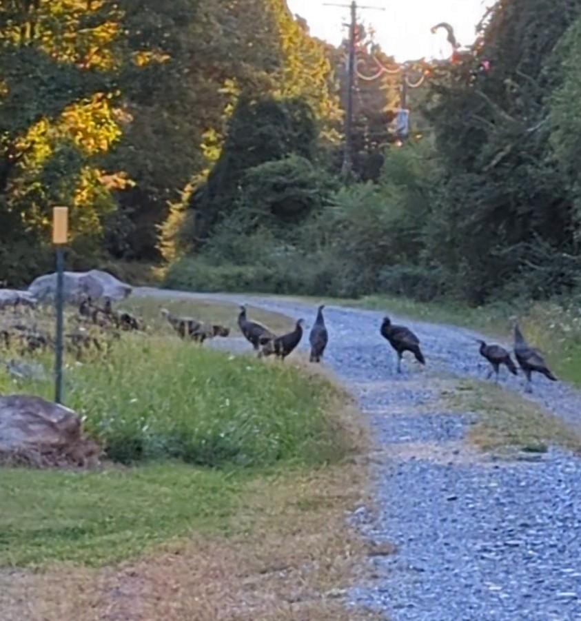 Wild Turkey - ML623612807