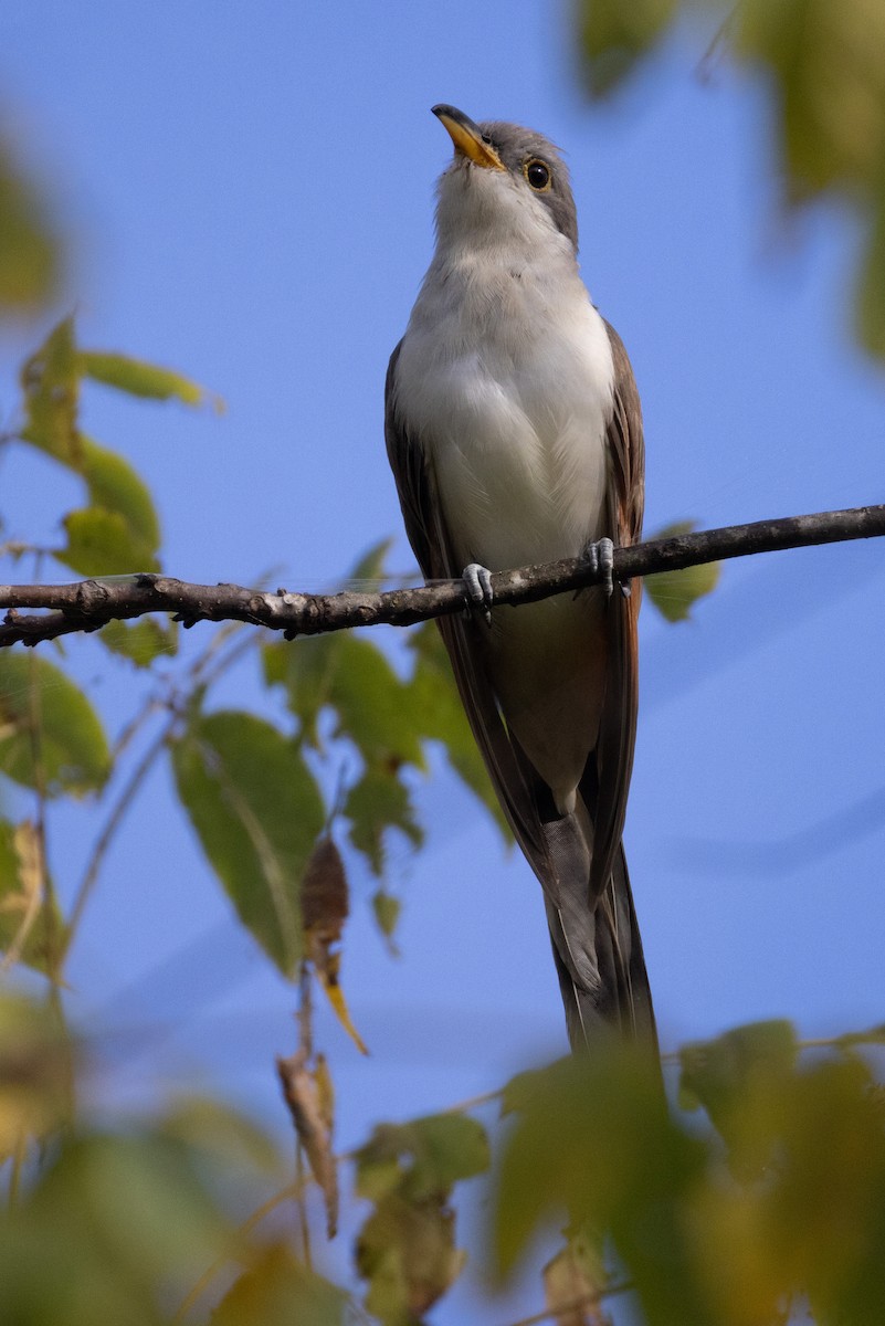 Yellow-billed Cuckoo - Kent Fiala