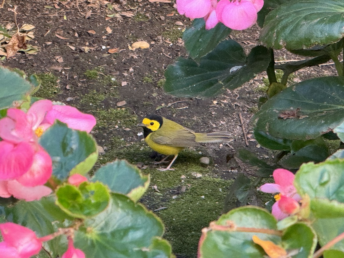 Hooded Warbler - ML623612907