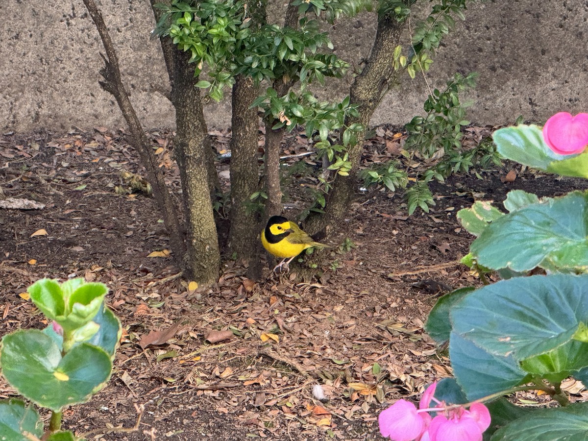 Hooded Warbler - ML623612908