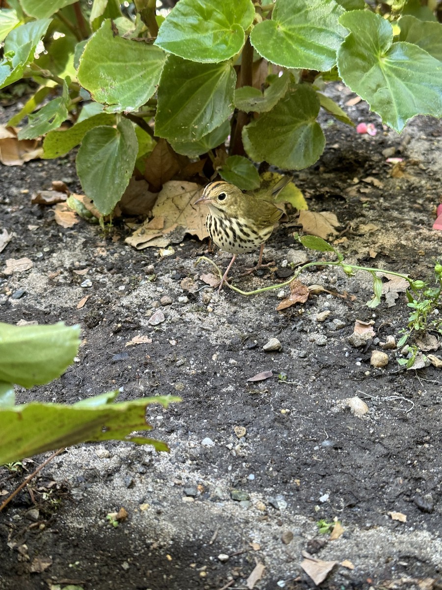 Ovenbird - ML623612929
