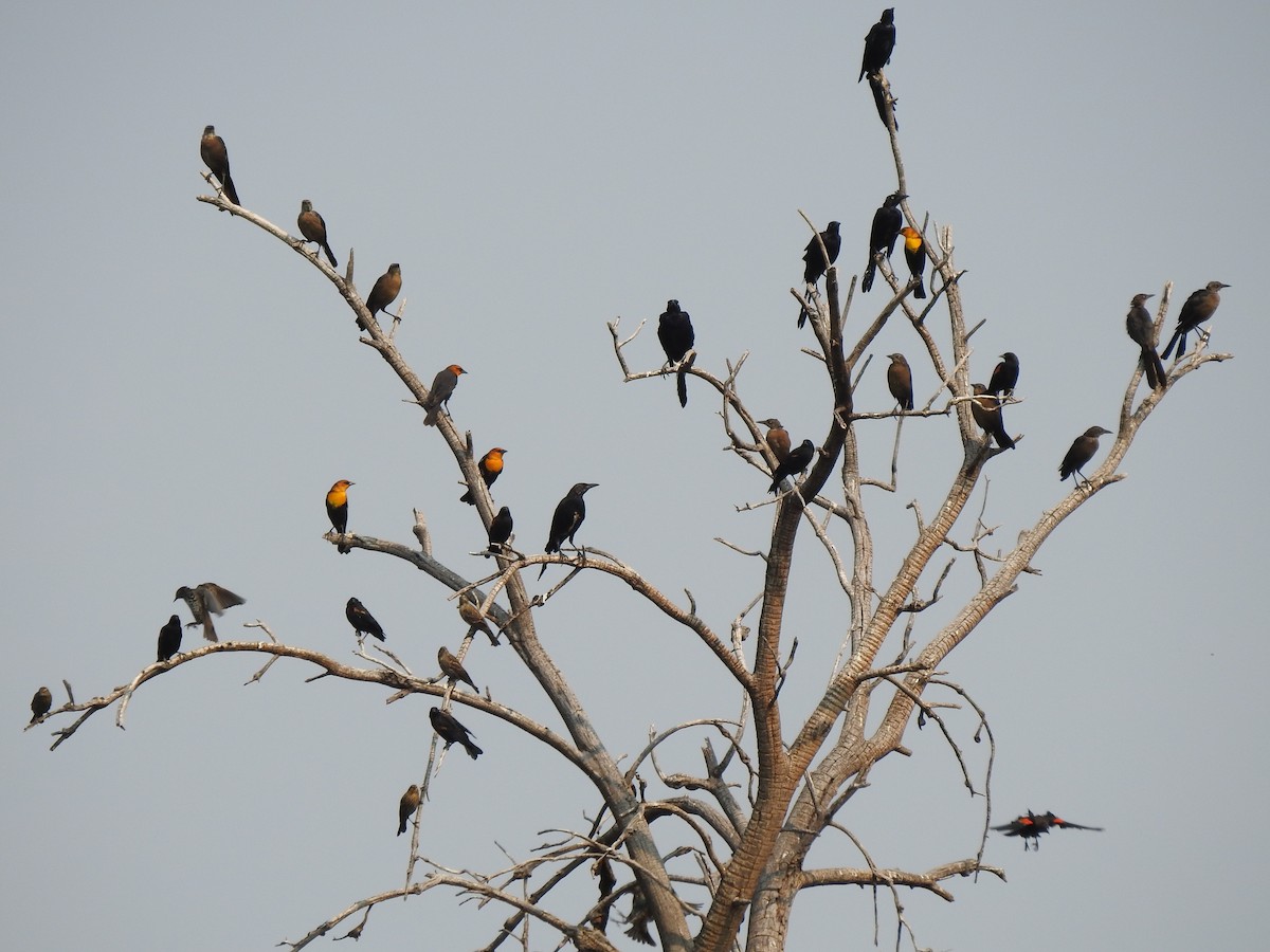 Yellow-headed Blackbird - ML623612932