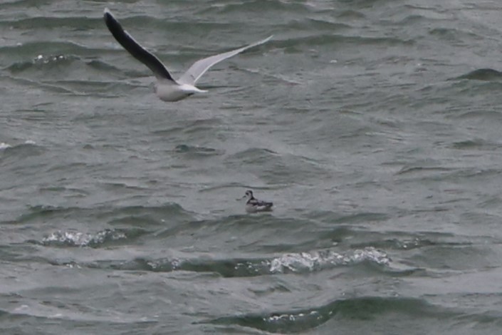 Red-necked Phalarope - ML623613056