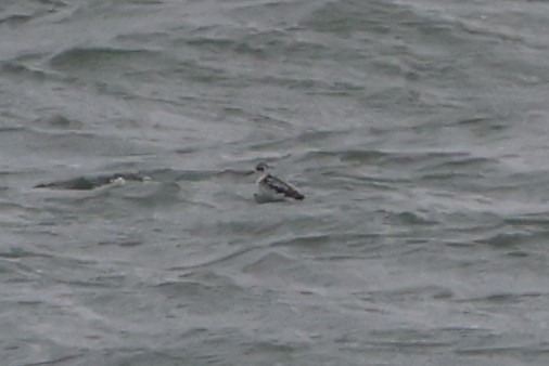 Red-necked Phalarope - ML623613057