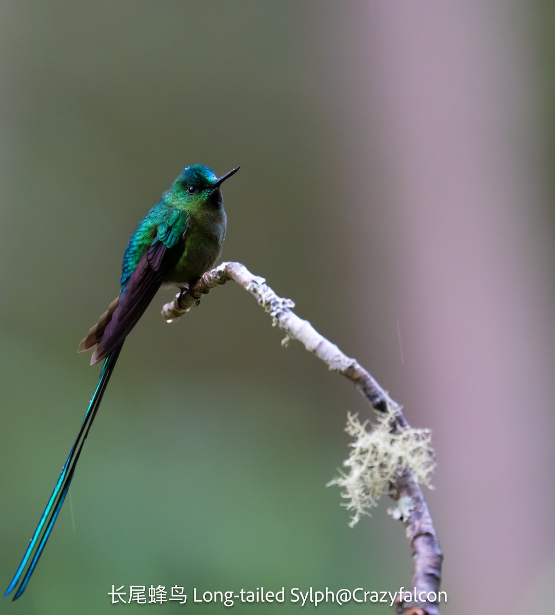 Long-tailed Sylph - ML623613092