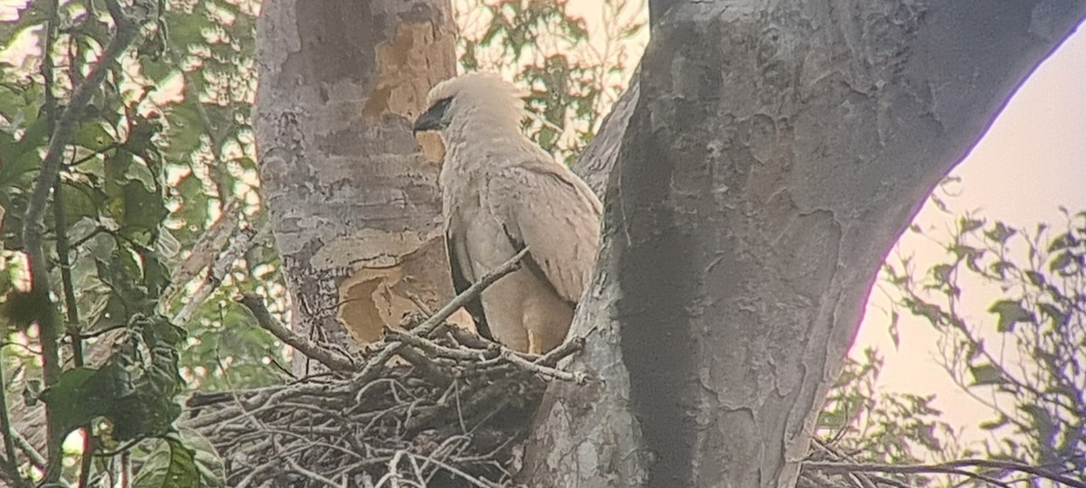 Crested Eagle - ML623613168