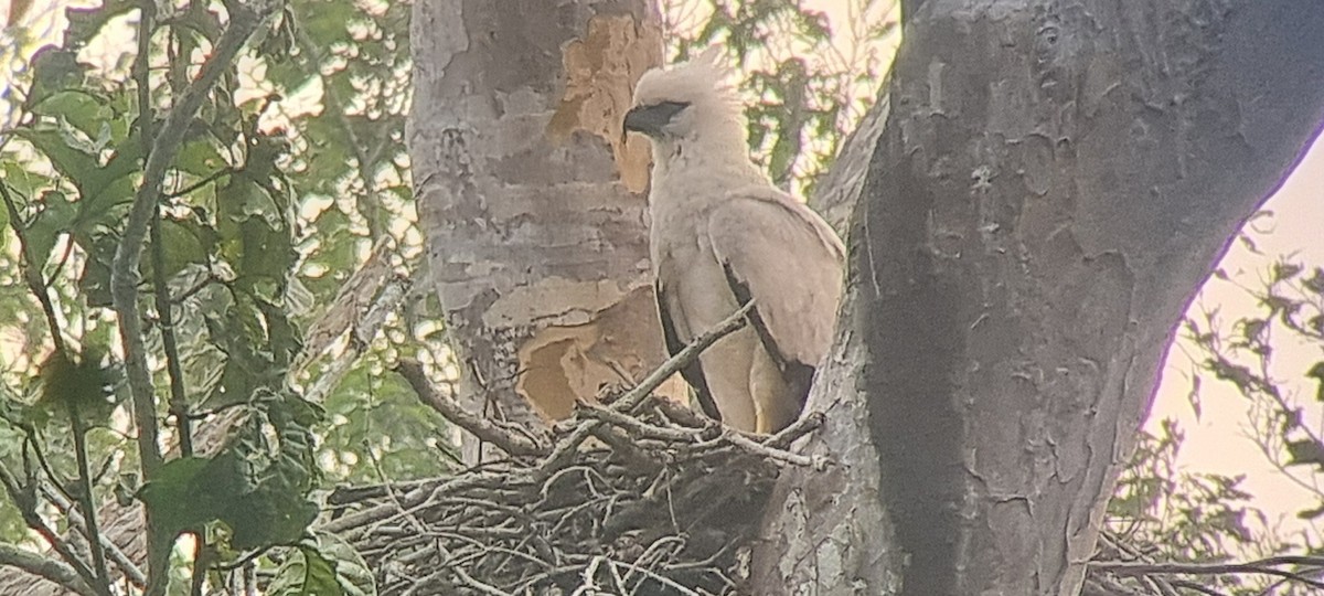 Crested Eagle - ML623613169