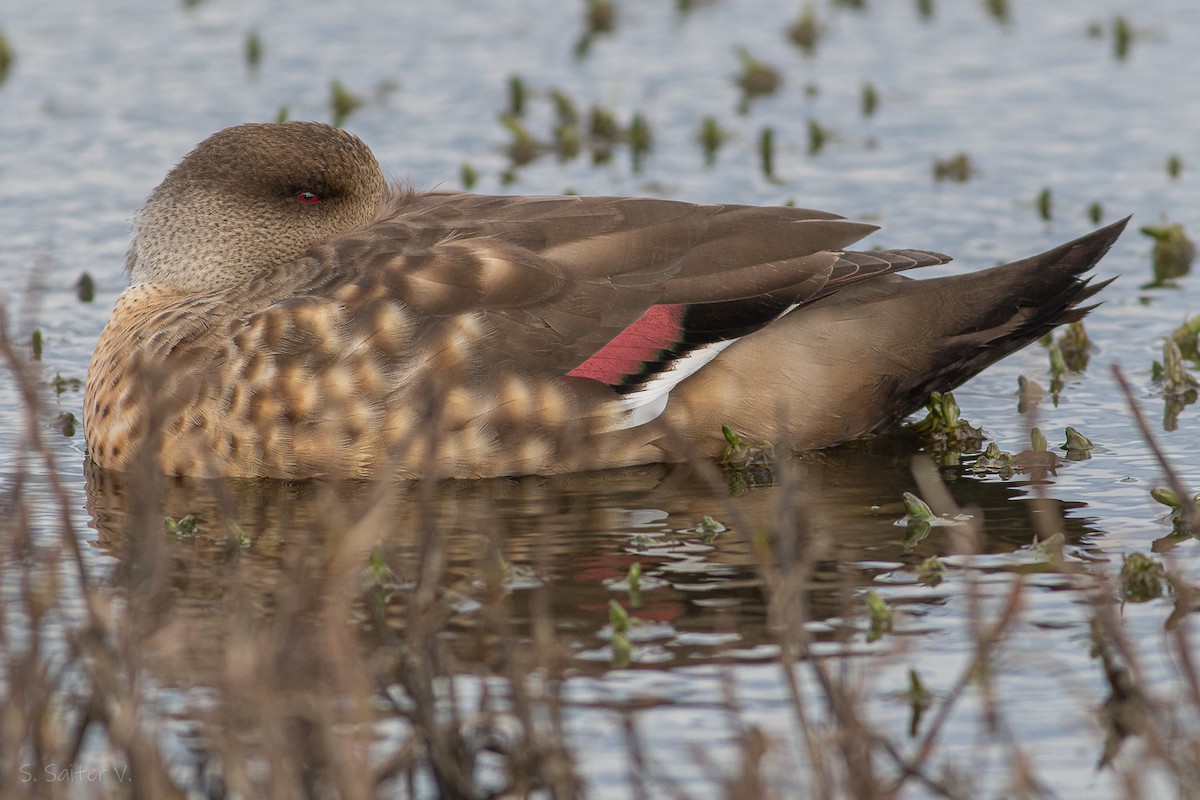 Crested Duck - ML623613202