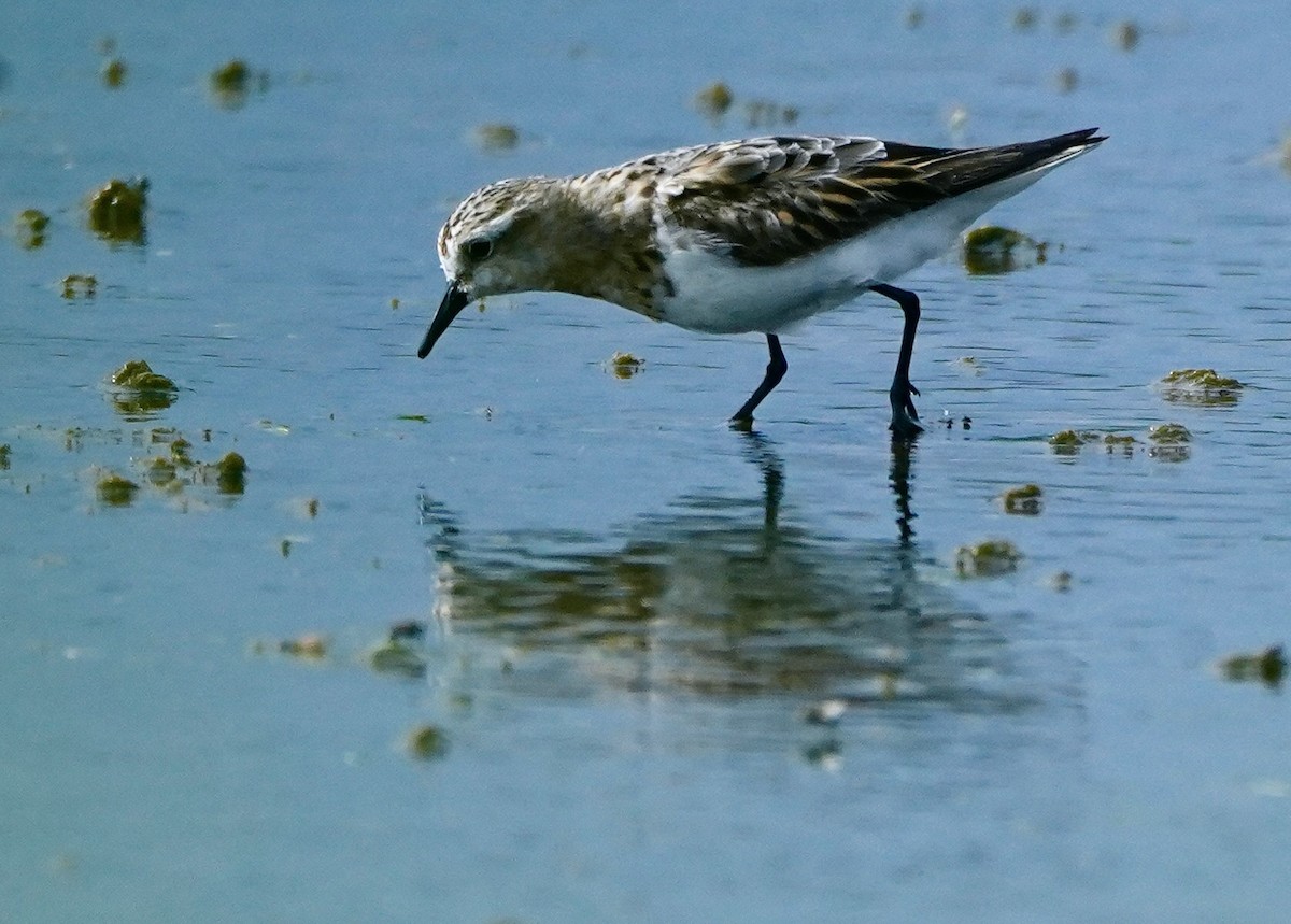 Red-necked Stint - paul griffin