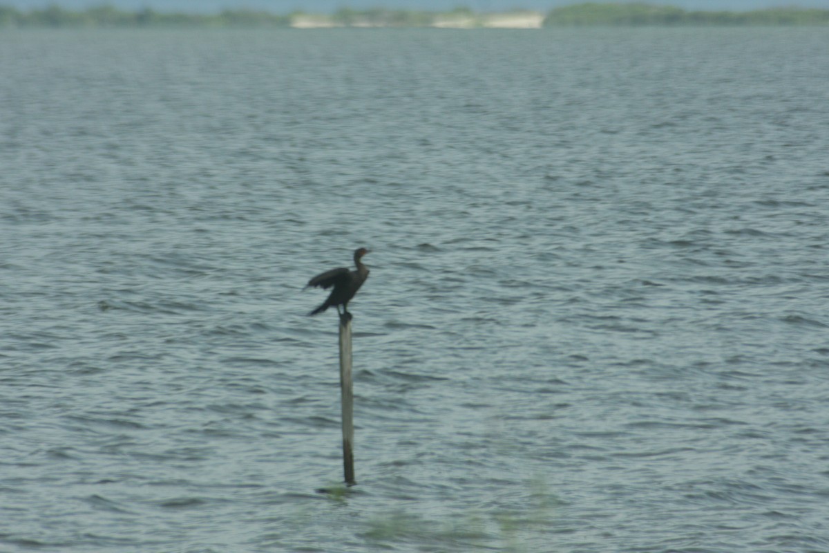 Double-crested Cormorant - Avery Chan