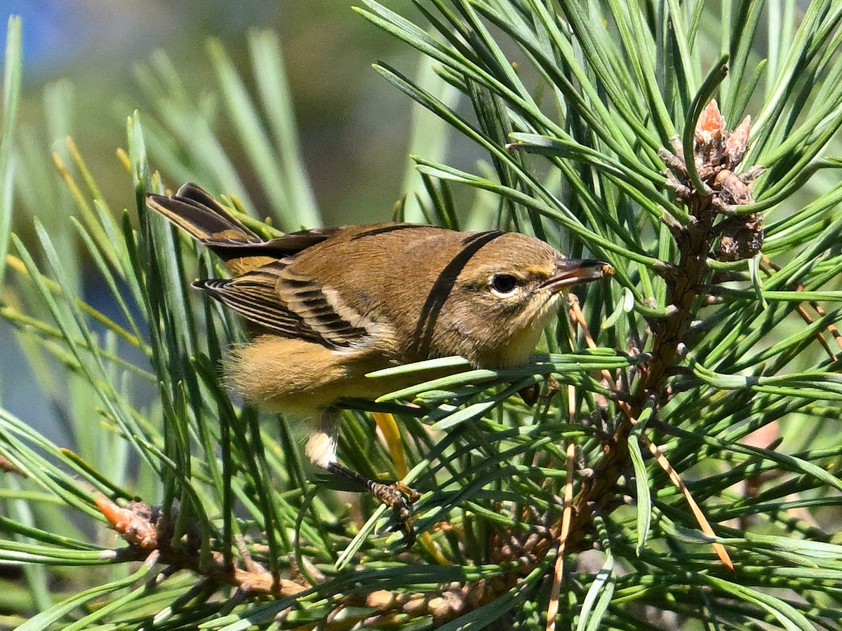 Pine Warbler - ML623613329