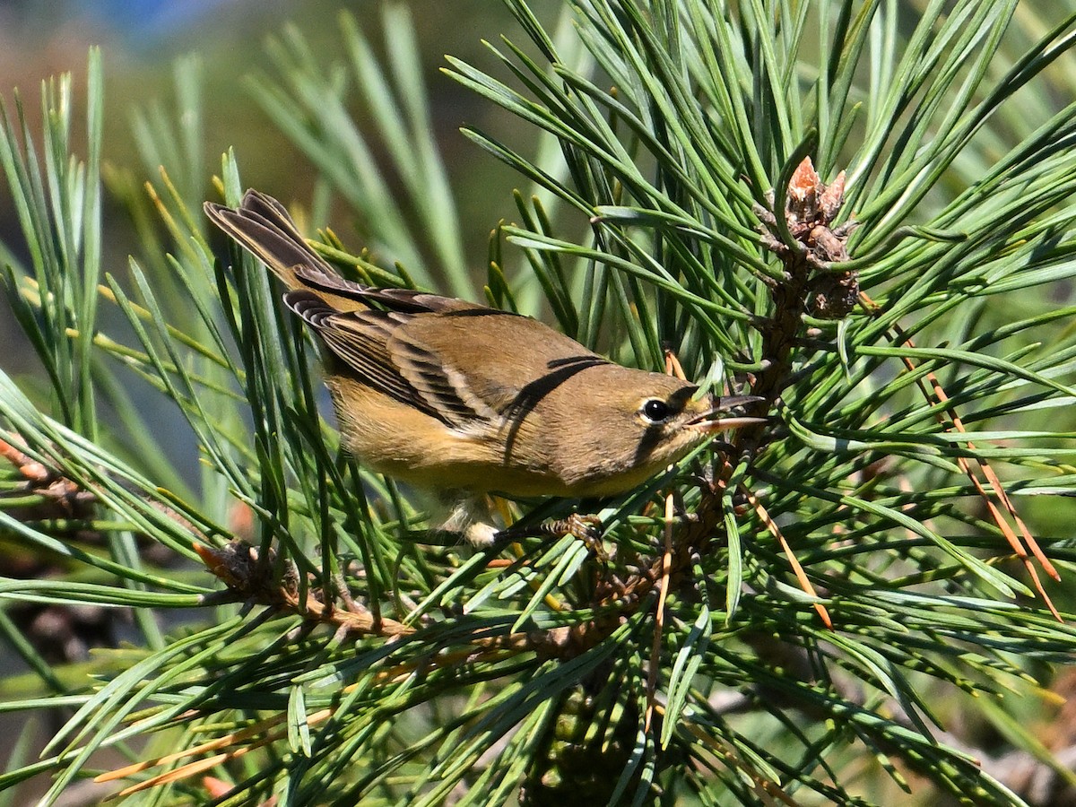 Pine Warbler - ML623613330