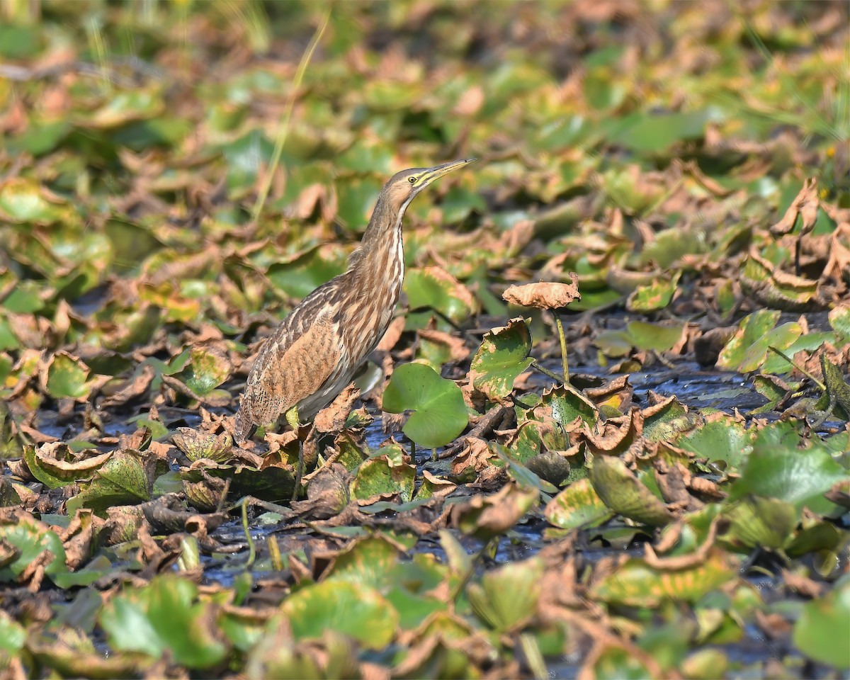 American Bittern - ML623613344