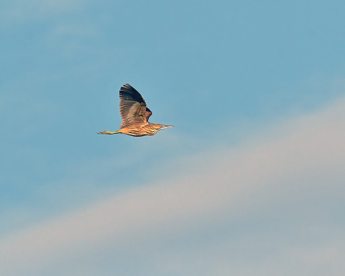 American Bittern - ML623613349