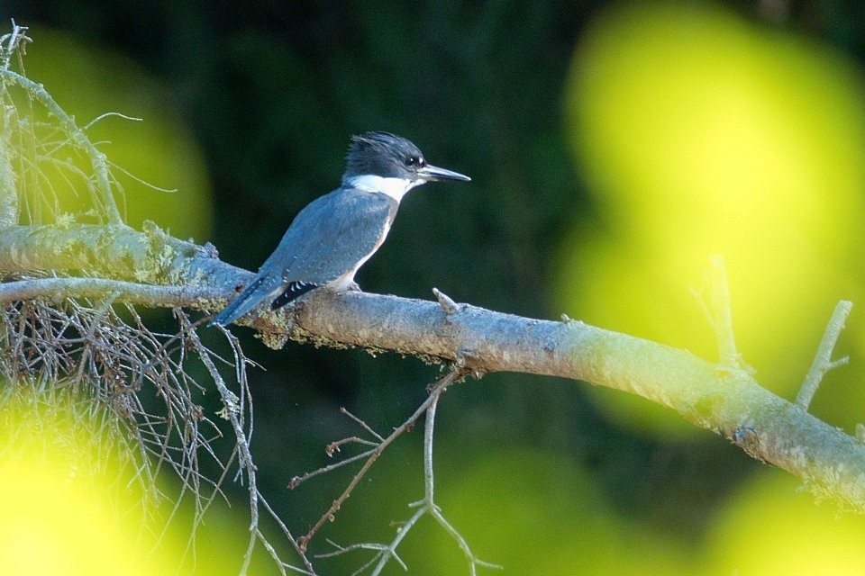 Belted Kingfisher - ML623613352