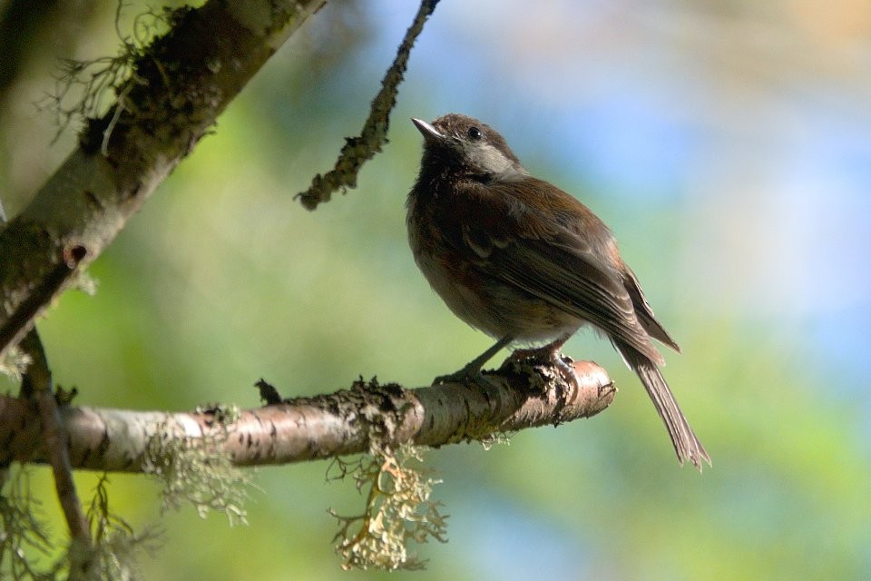 Chestnut-backed Chickadee - Neil Dawe