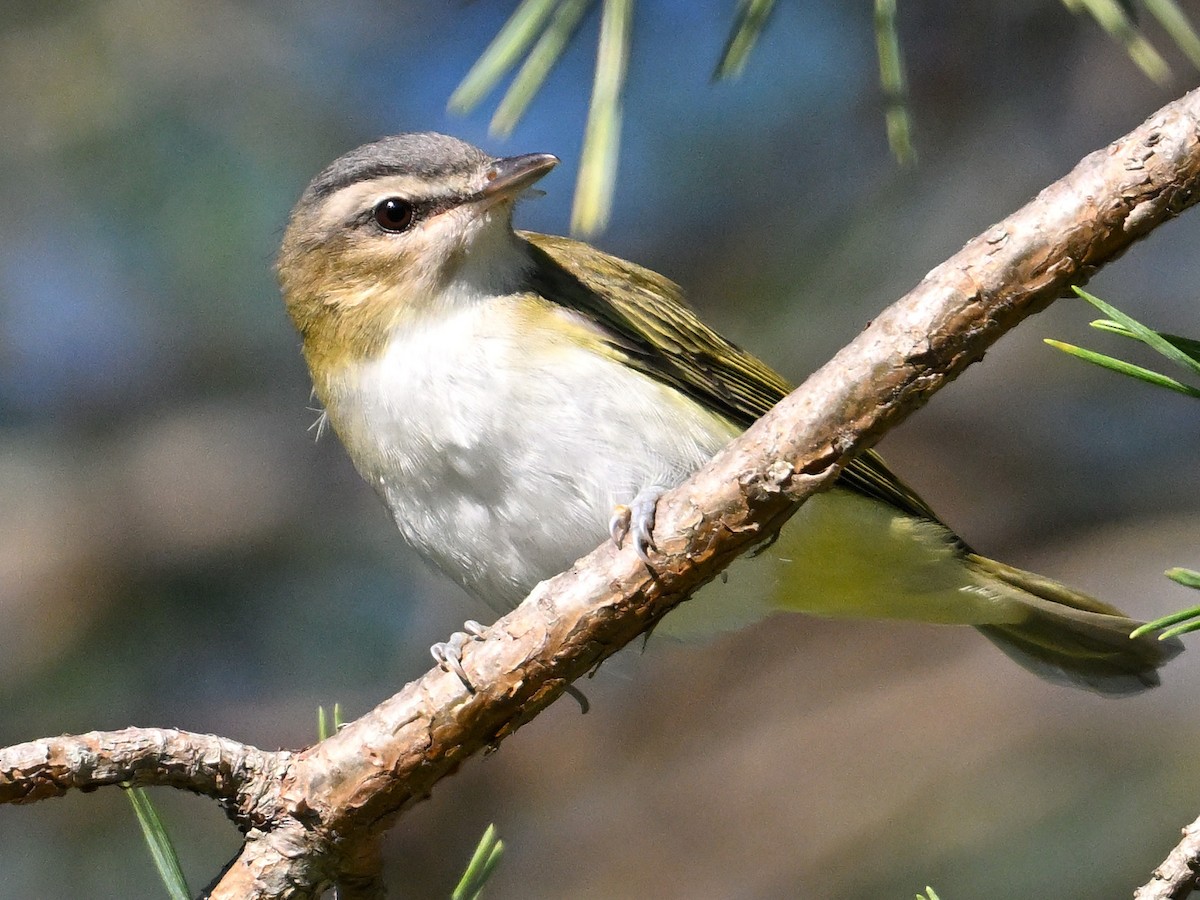 Vireo occhirossi - ML623613373
