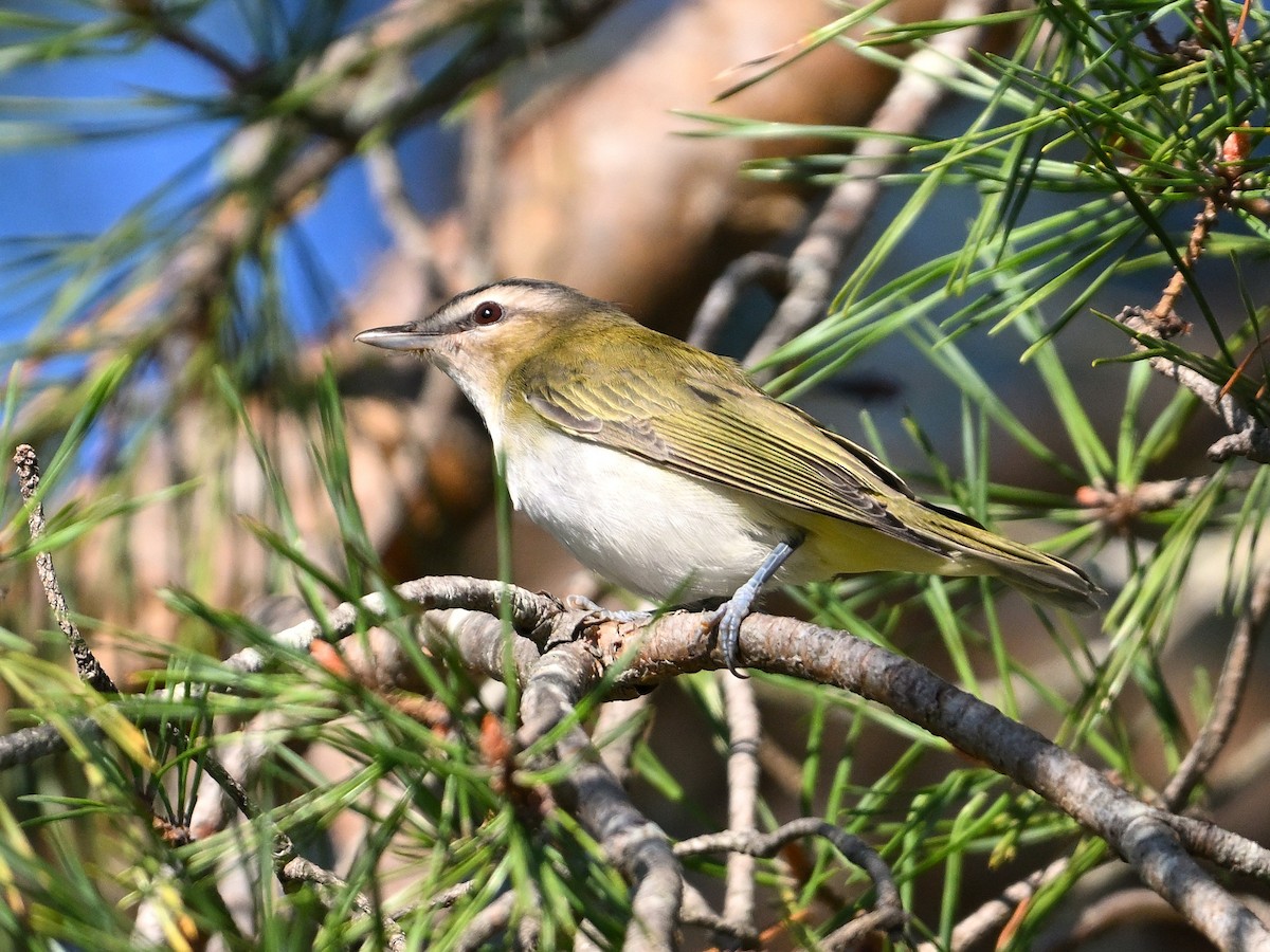 Vireo occhirossi - ML623613374