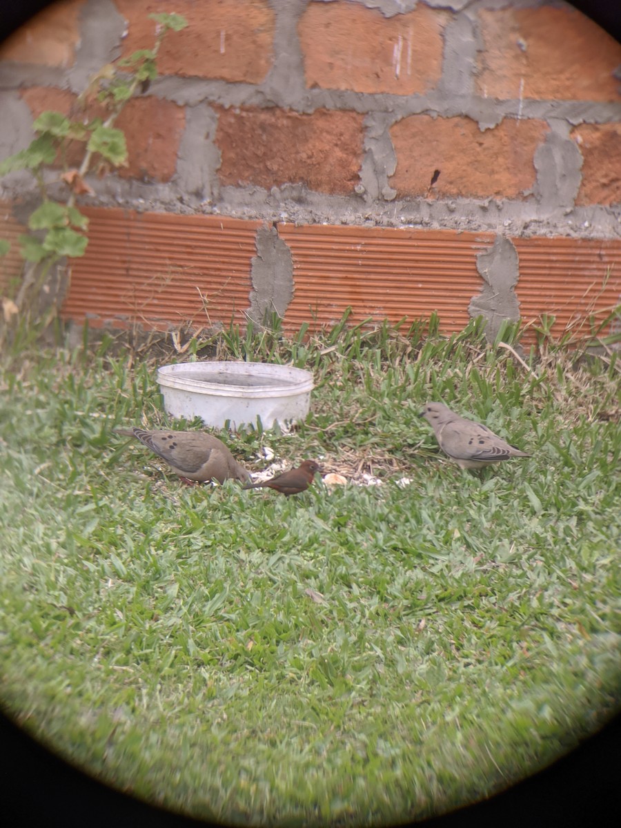 Red-crested Finch - ML623613399