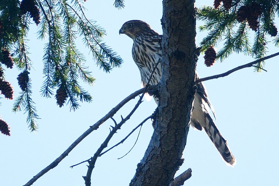 Cooper's Hawk - Neil Dawe