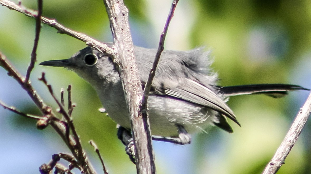 Cuban Gnatcatcher - ML623613460