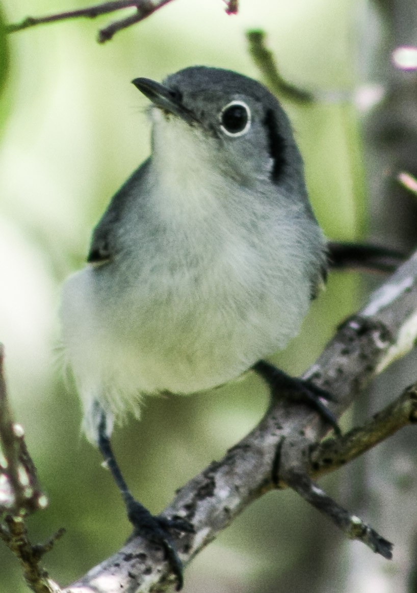 Cuban Gnatcatcher - ML623613462