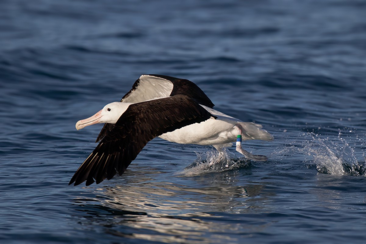 Northern Royal Albatross - ML623613469