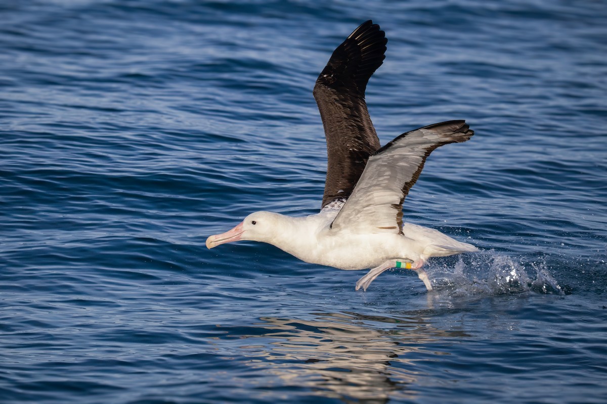 Northern Royal Albatross - ML623613471