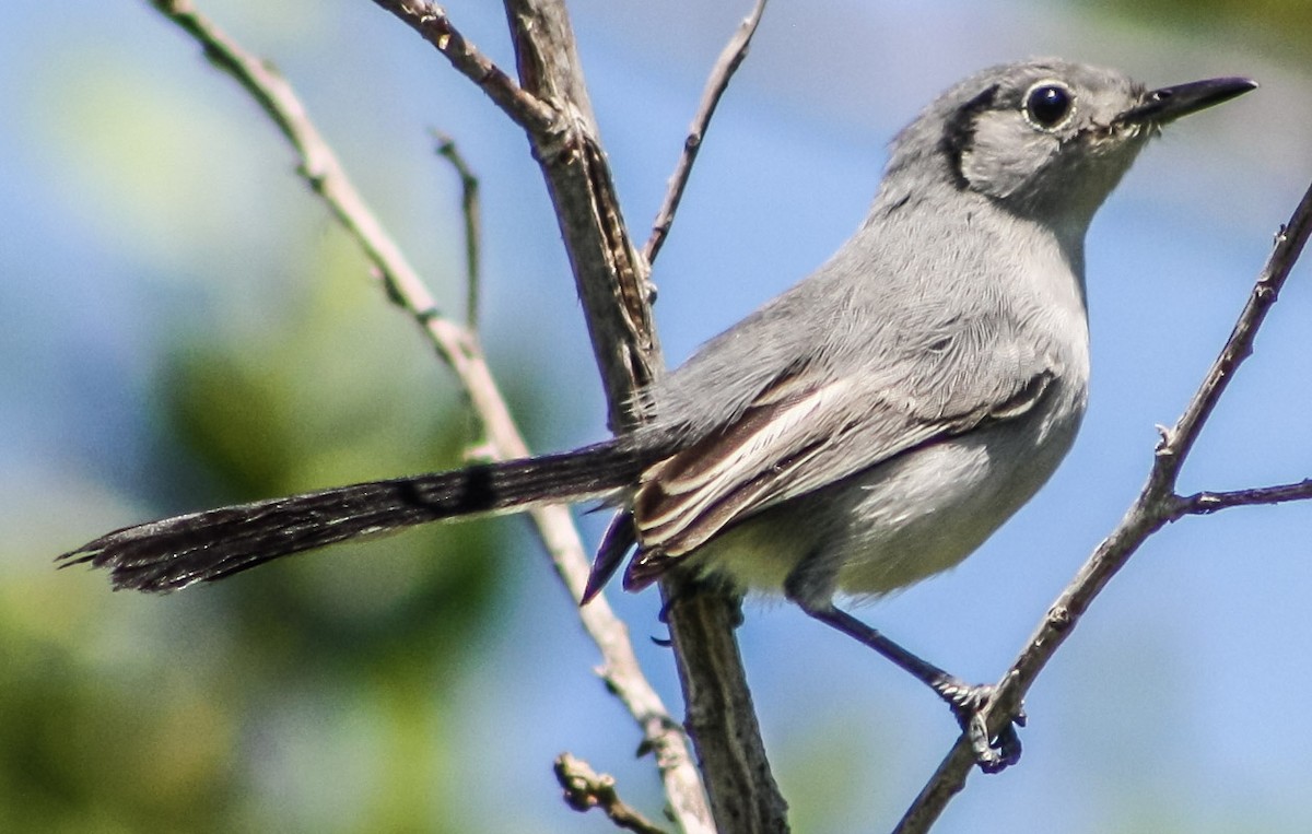 Cuban Gnatcatcher - ML623613474