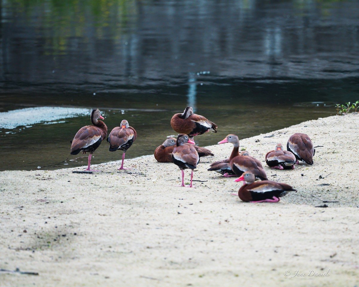 EBird Checklist 11 Sep 2024 Sweetwater Wetlands Park 42 Species