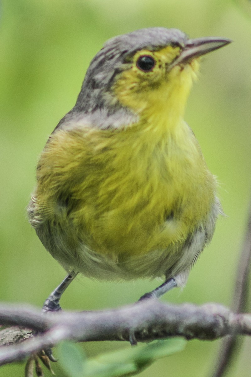 Oriente Warbler - Serguei Alexander López Perez