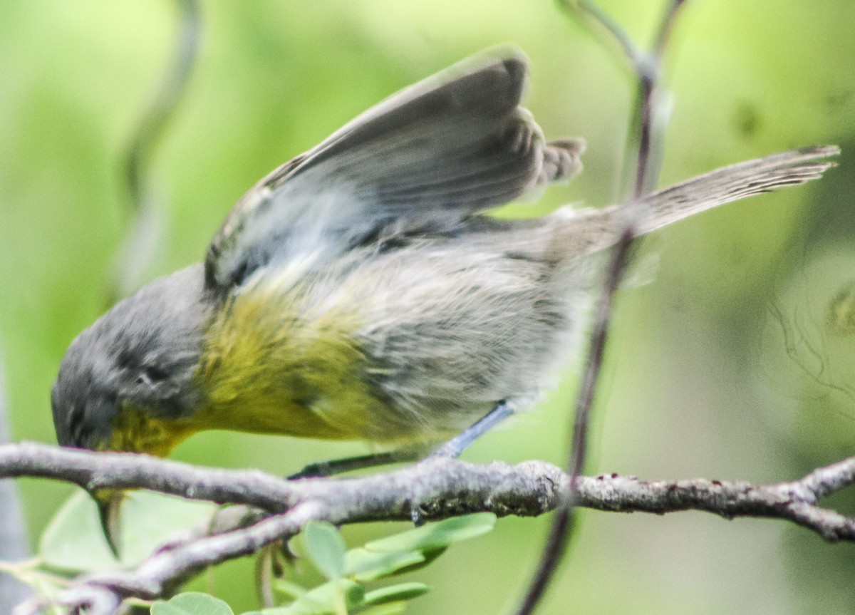 Oriente Warbler - Serguei Alexander López Perez