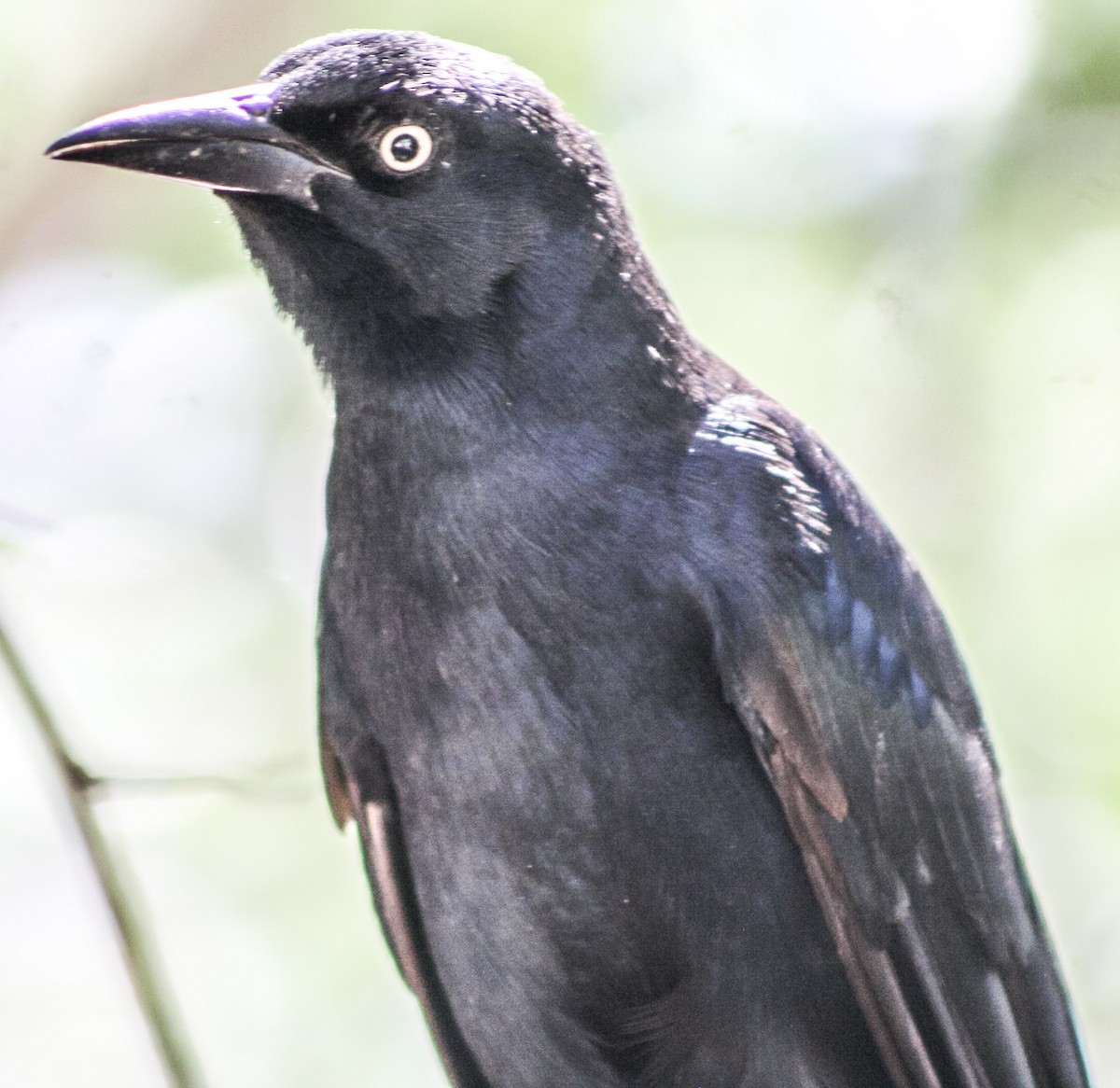 Greater Antillean Grackle - ML623613537