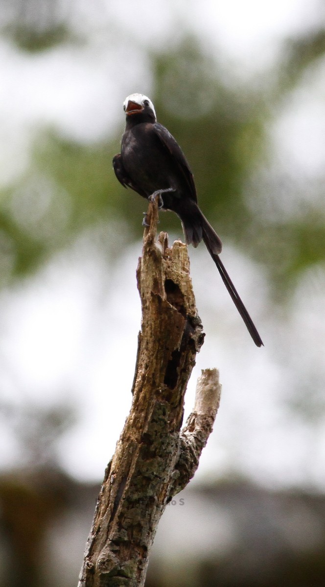 Long-tailed Tyrant - ML623613593