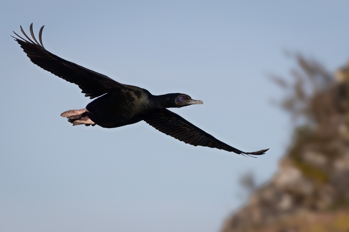 Stewart Island Shag (Otago) - Diego Carena-Santiago