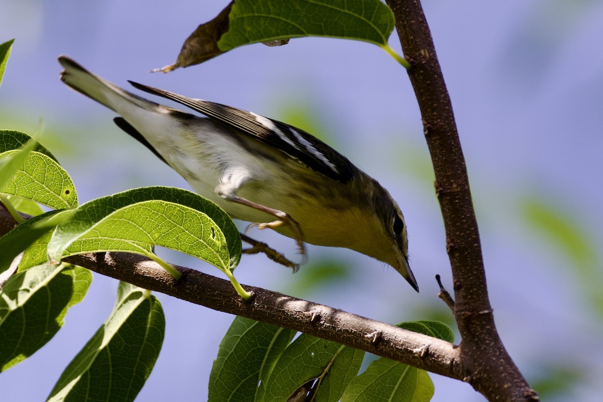 Blackburnian Warbler - ML623613607