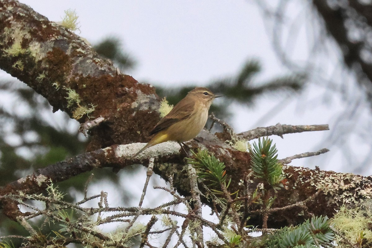 Paruline à couronne rousse - ML623613621