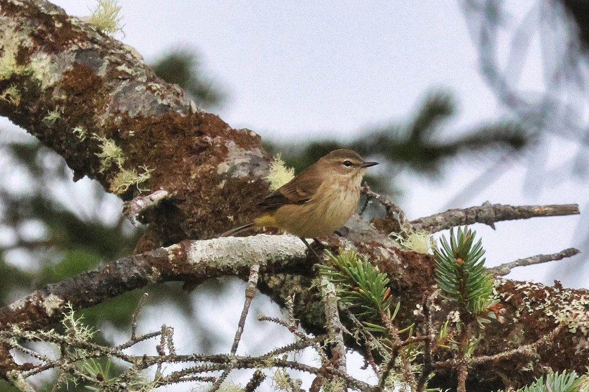 Paruline à couronne rousse - ML623613622