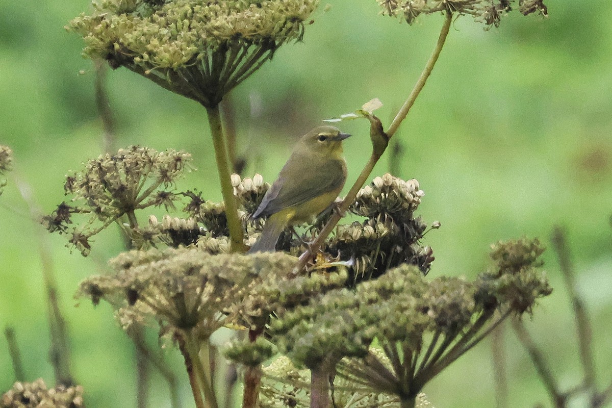 Paruline verdâtre (lutescens) - ML623613625