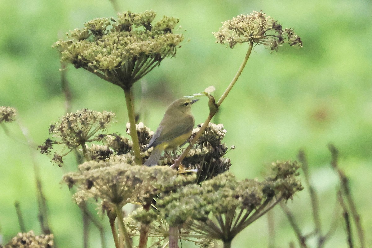 サメズアカアメリカムシクイ（lutescens） - ML623613626