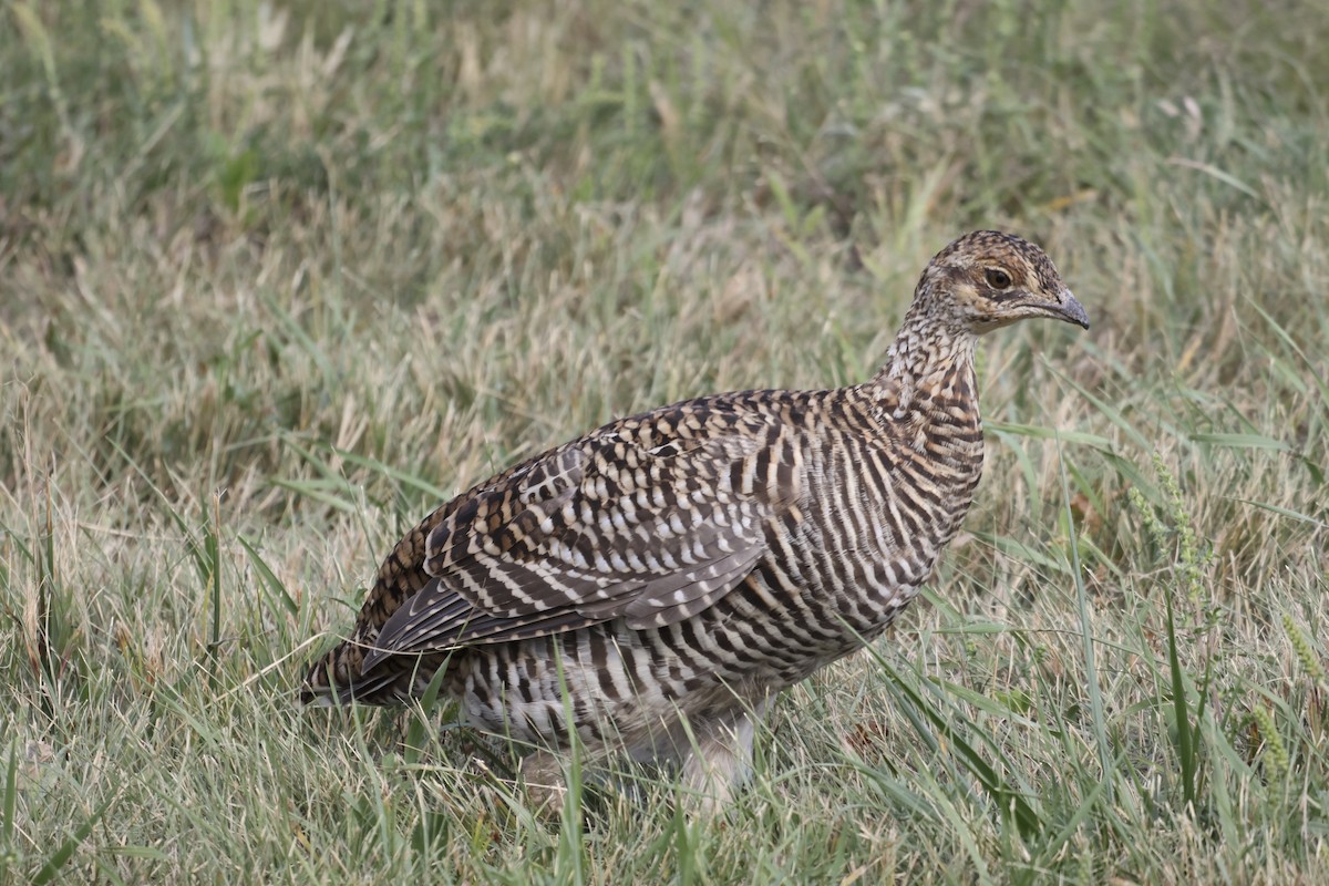 Greater Prairie-Chicken - ML623613635