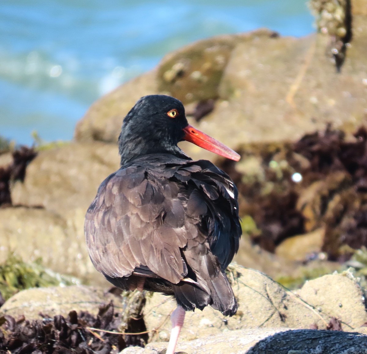 Black Oystercatcher - Maggie Smith