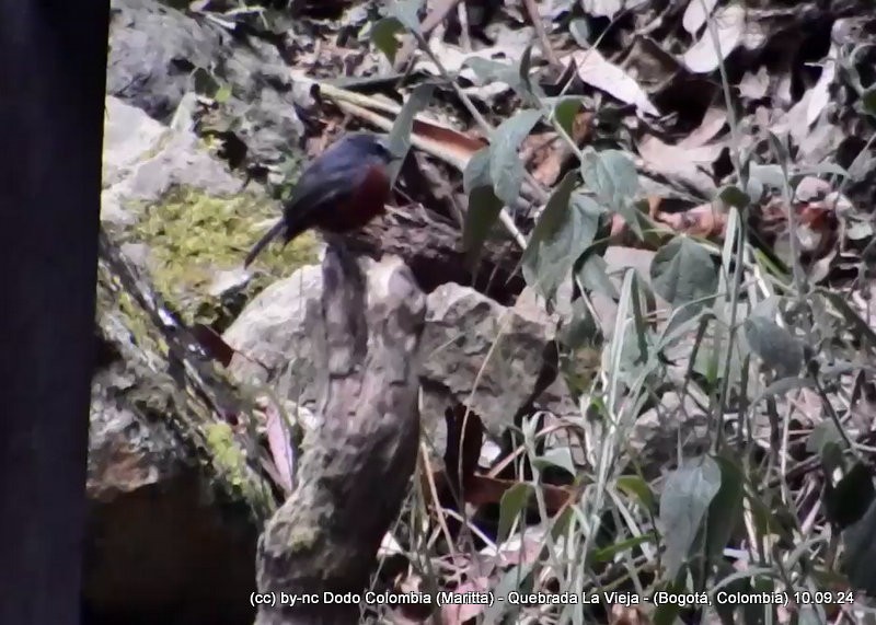 Chestnut-bellied Chat-Tyrant - ML623613708