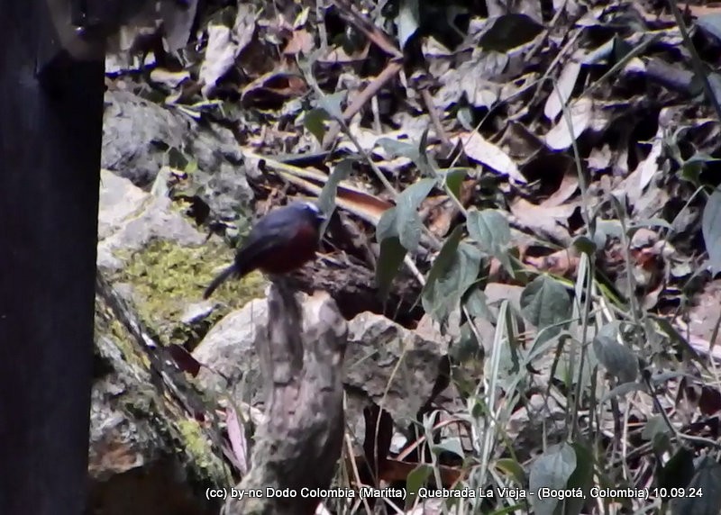 Chestnut-bellied Chat-Tyrant - Maritta (Dodo Colombia)