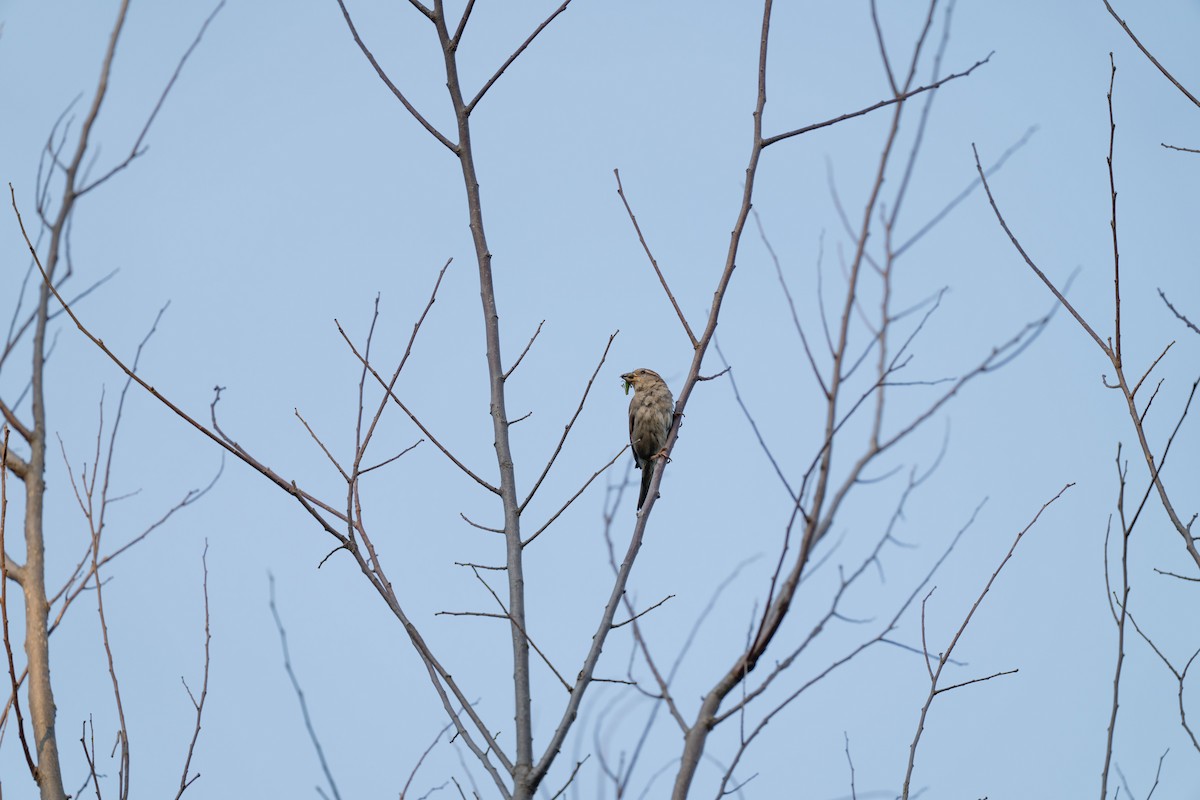 Оронгийн бор шувуу - ML623613712